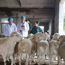 杜泊绵羊种羊黑头杜泊羊免费送货提供全套养殖技术