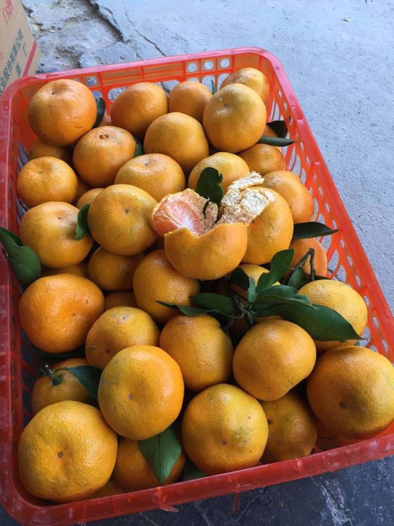 湖北蜜桔蜜橘柑橘皮薄多汁化渣一手货源产地现采欢迎联系