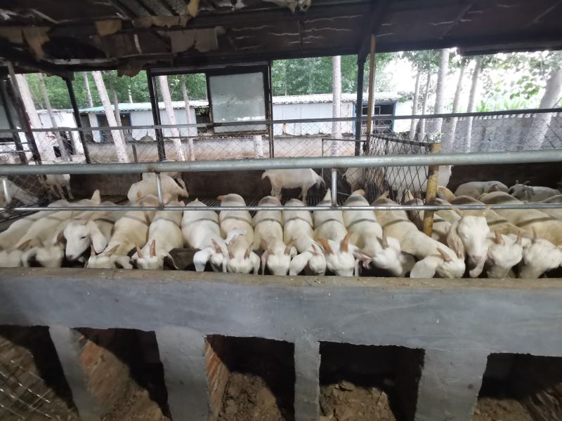 精品美国白山羊怀孕母羊，白山羊，山羊，肉羊，种羊，纯种，