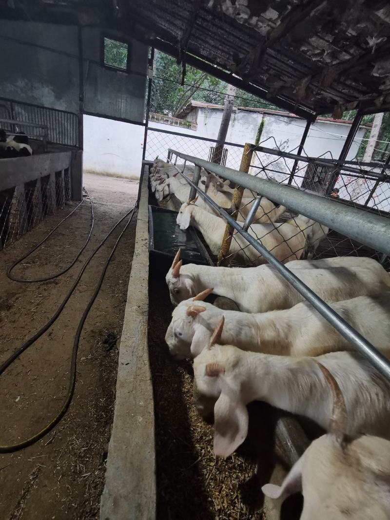 精品美国白山羊怀孕母羊，白山羊，山羊，肉羊，种羊，纯种，
