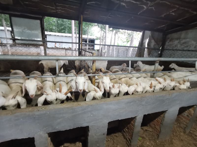 精品美国白山羊怀孕母羊，白山羊，山羊，肉羊，种羊，纯种，