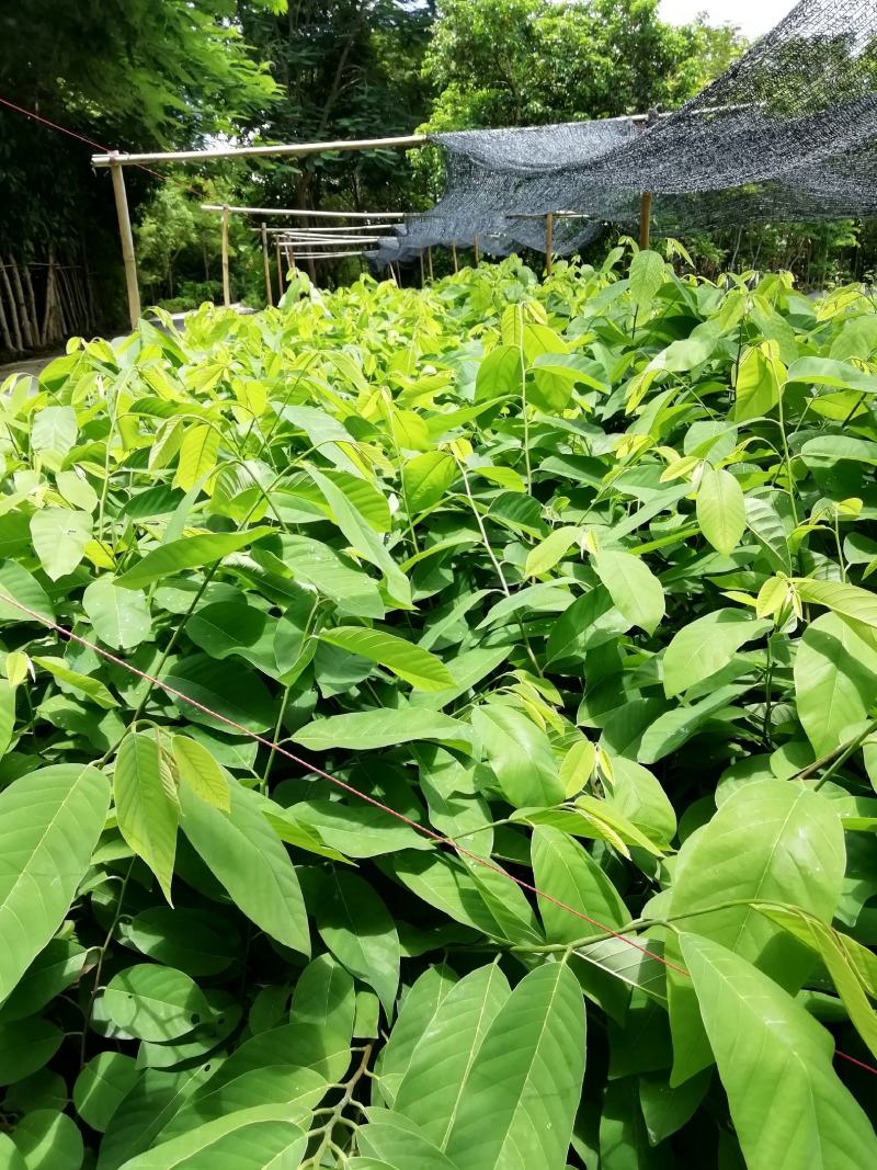 台湾凤梨释迦果苗林檎果苗