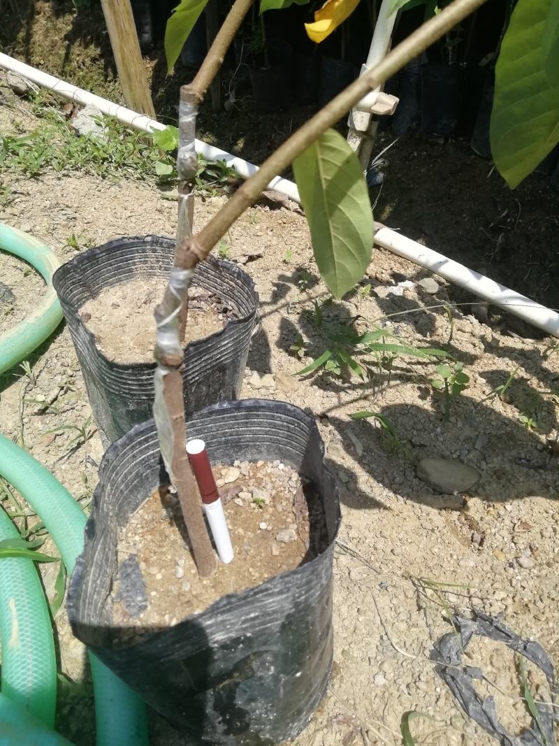 释迦苗台湾凤梨释迦果树苗林擒