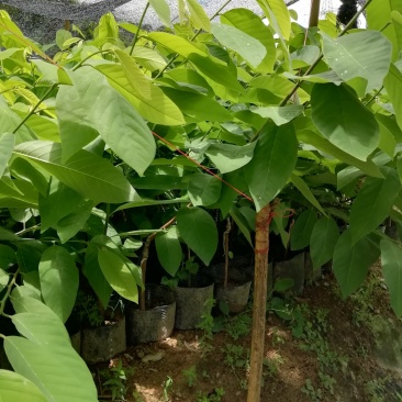释迦苗台湾凤梨释迦果树苗林擒