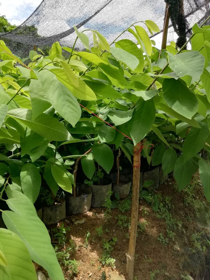 释迦苗台湾凤梨释迦果树苗林擒