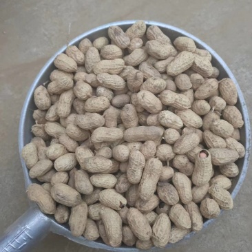 【湖北精品干花生果】量大质优，产地直销，一手货源，出油率