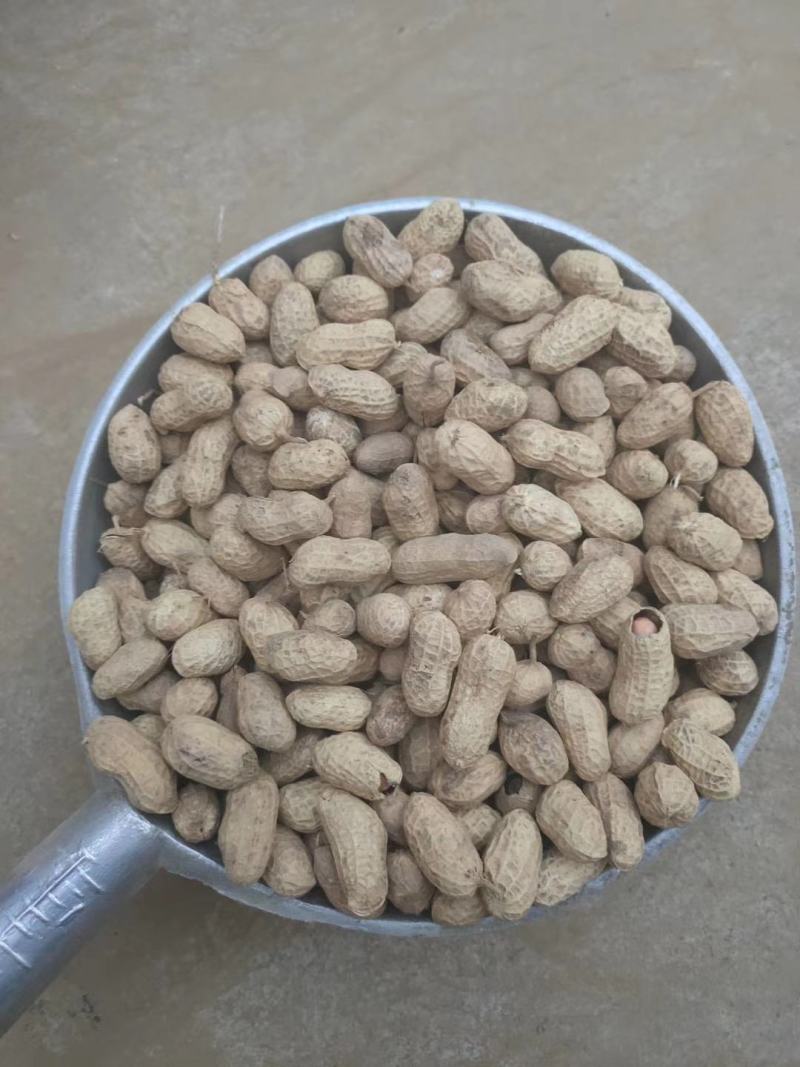 【湖北精品干花生果】量大质优，产地直销，一手货源，出油率