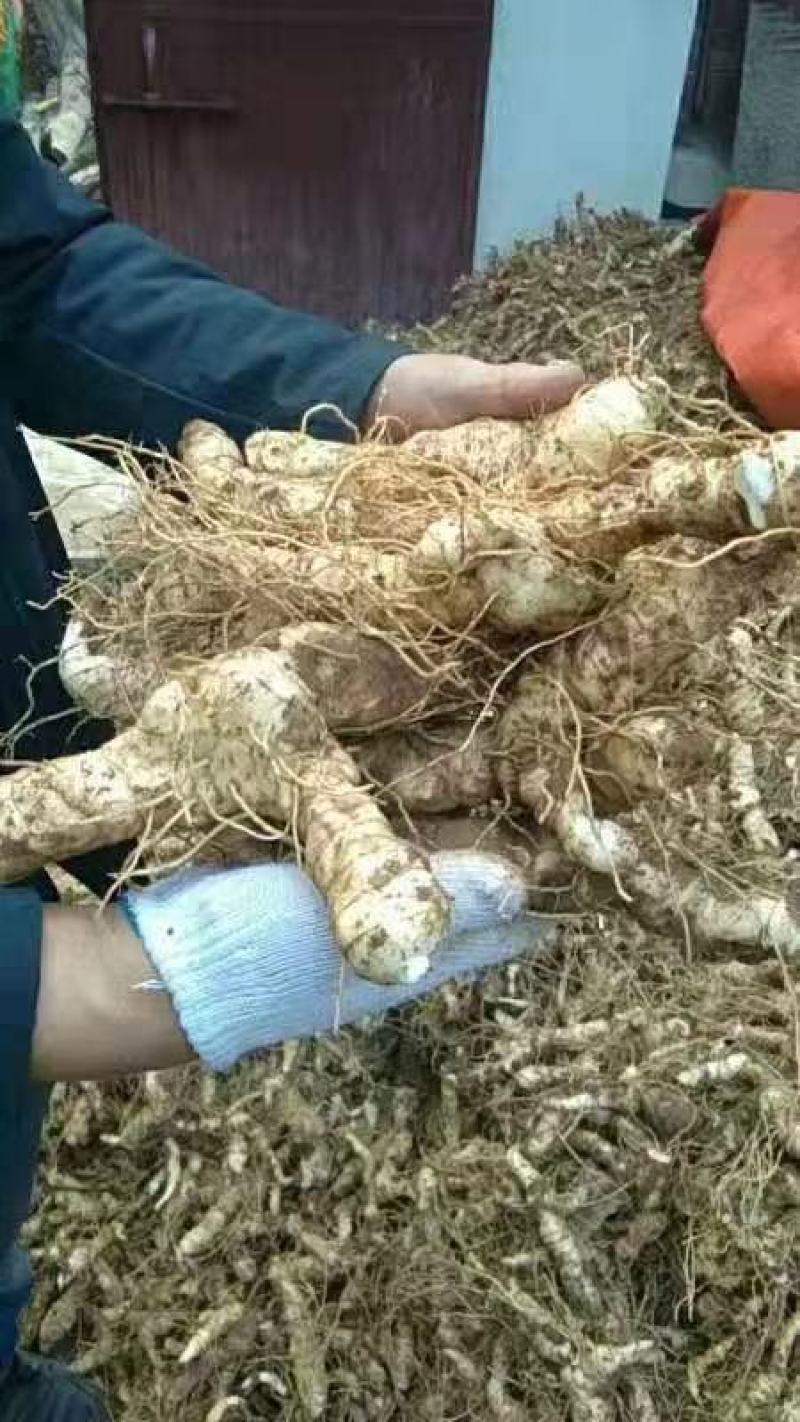 鸡头黄精种植户大量现货