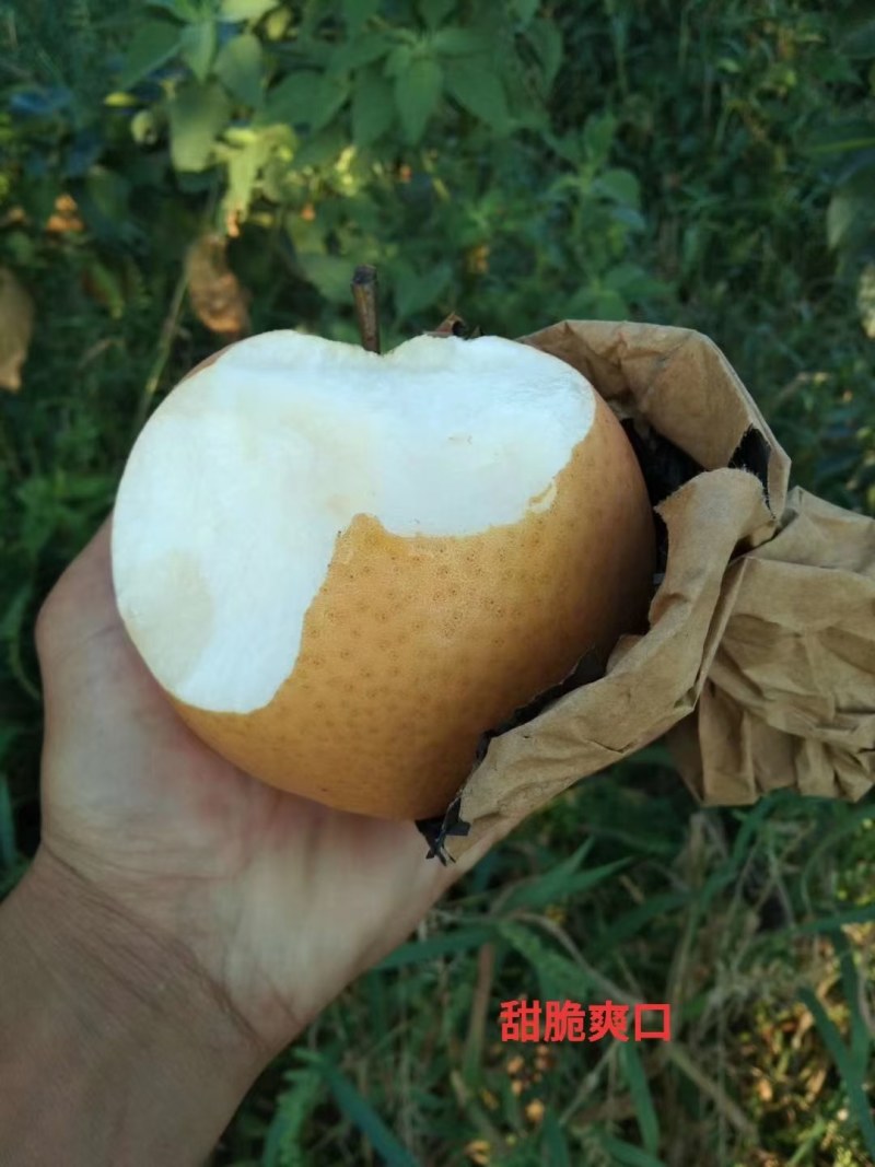 晚秋黄梨，基地货，现摘现卖，口感好，脆甜，欢迎选购