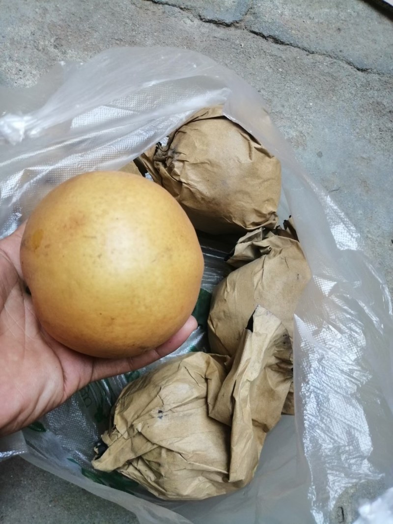晚秋黄梨，基地货，现摘现卖，口感好，脆甜，欢迎选购