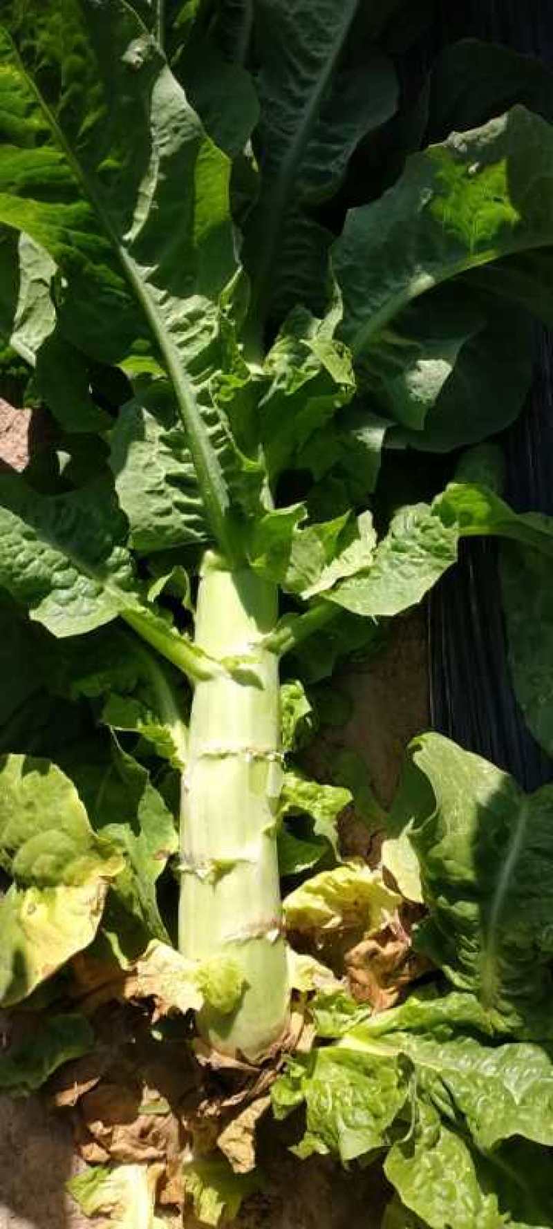 中国甘肃兰州高原夏菜三清大圆叶，杆粗肉绿鲜嫩
