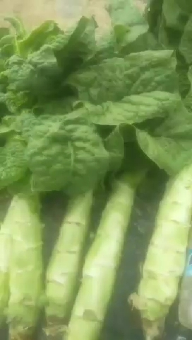 中国甘肃兰州高原夏菜三清大圆叶，杆粗肉绿鲜嫩