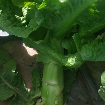 中国甘肃兰州高原夏菜三清大圆叶，杆粗肉绿鲜嫩