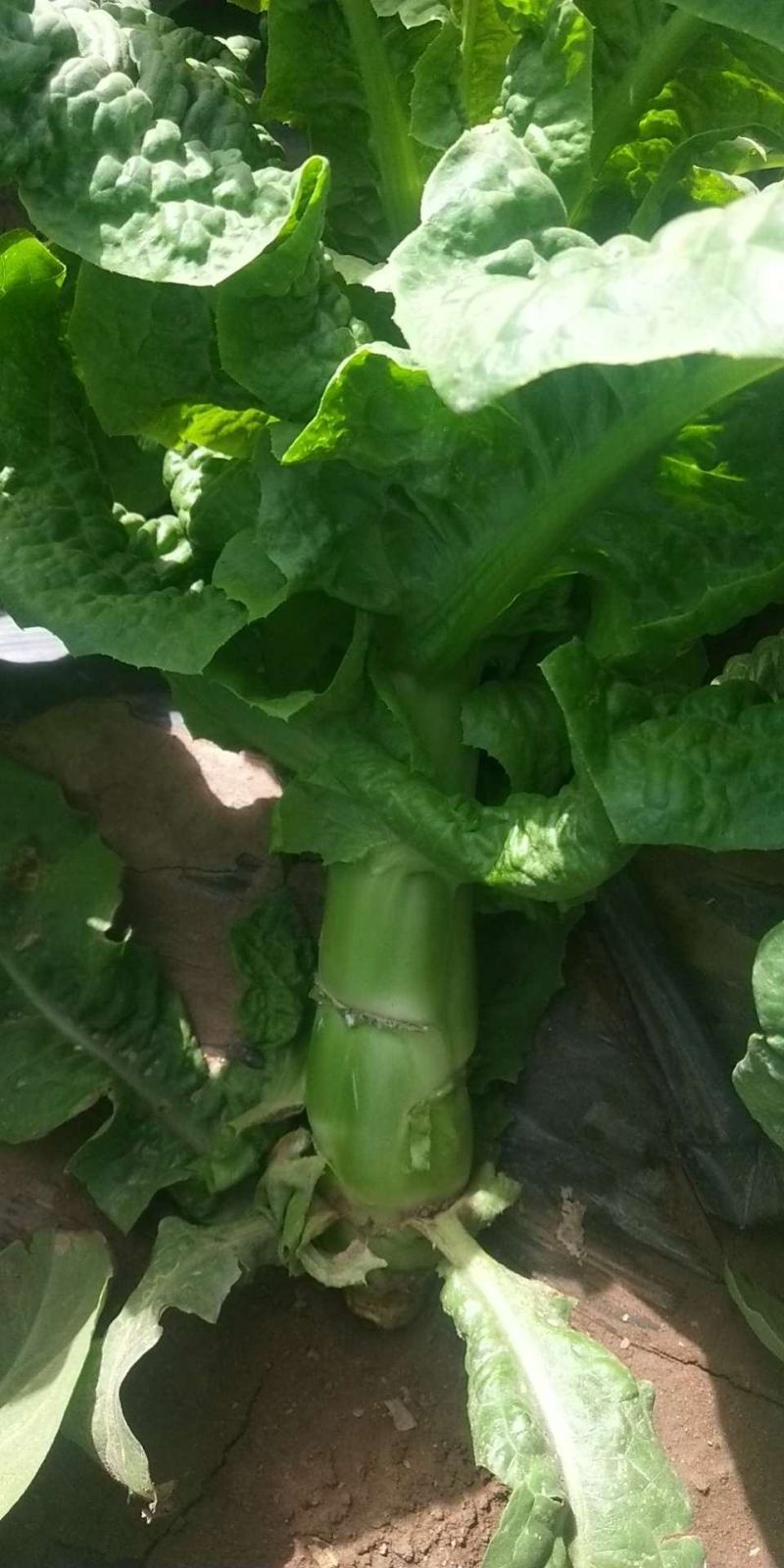 中国甘肃兰州高原夏菜三清大圆叶，杆粗肉绿鲜嫩