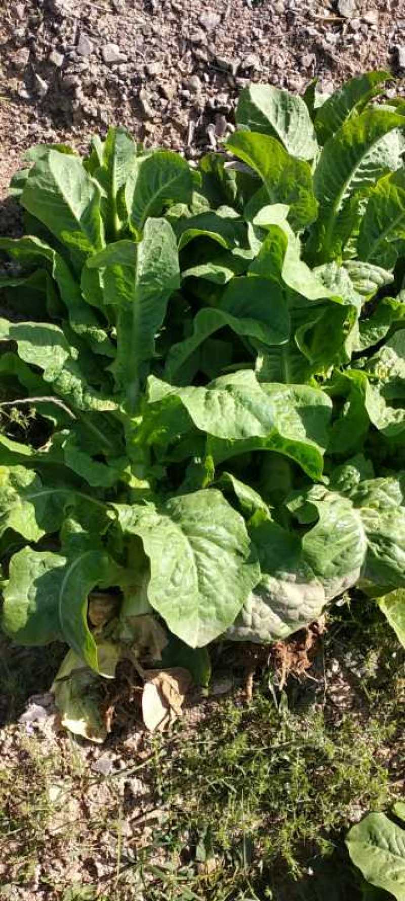 中国甘肃兰州高原夏菜三清大圆叶，杆粗肉绿鲜嫩