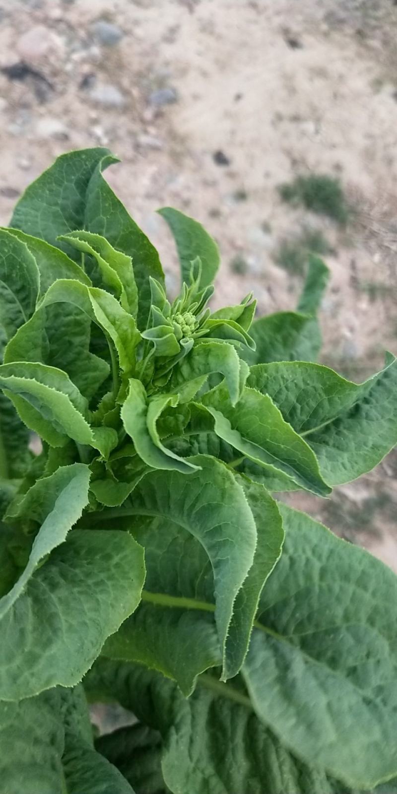 中国甘肃兰州高原夏菜三清大圆叶，杆粗肉绿鲜嫩