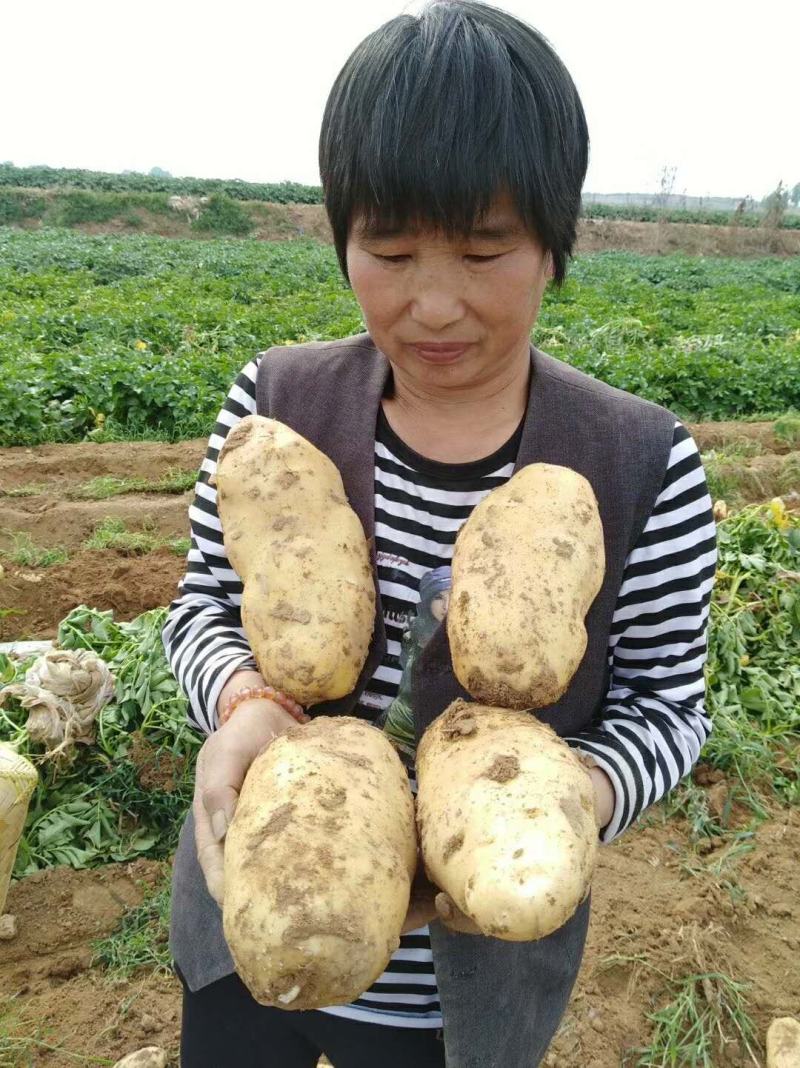 【热卖】荷兰十五土豆无青头黑心【黄皮黄心支持全国发货】