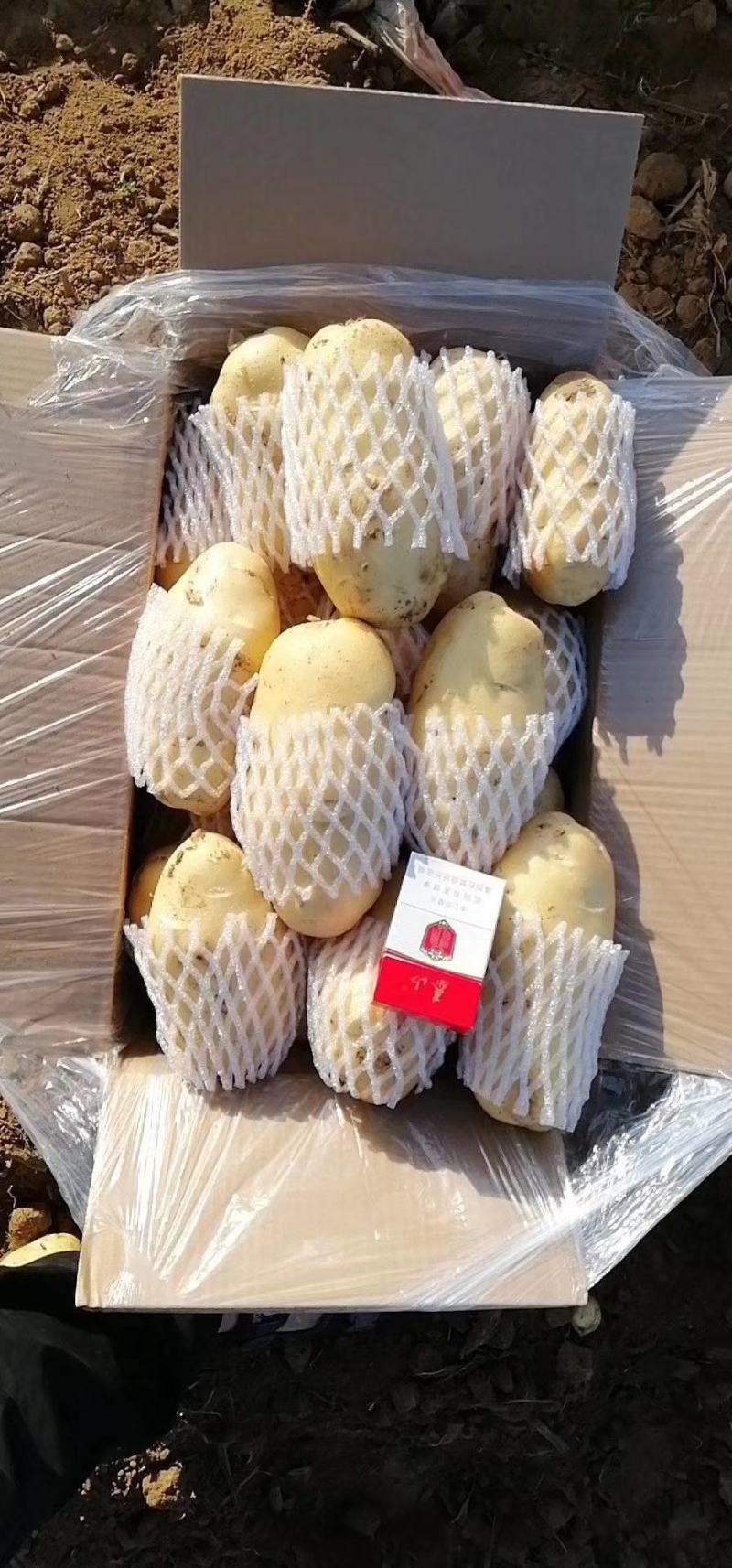 【热卖】荷兰十五土豆无青头黑心【黄皮黄心支持全国发货】