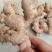 【推荐】姜母精选辣味足块头大【专供】电商市场加工厂