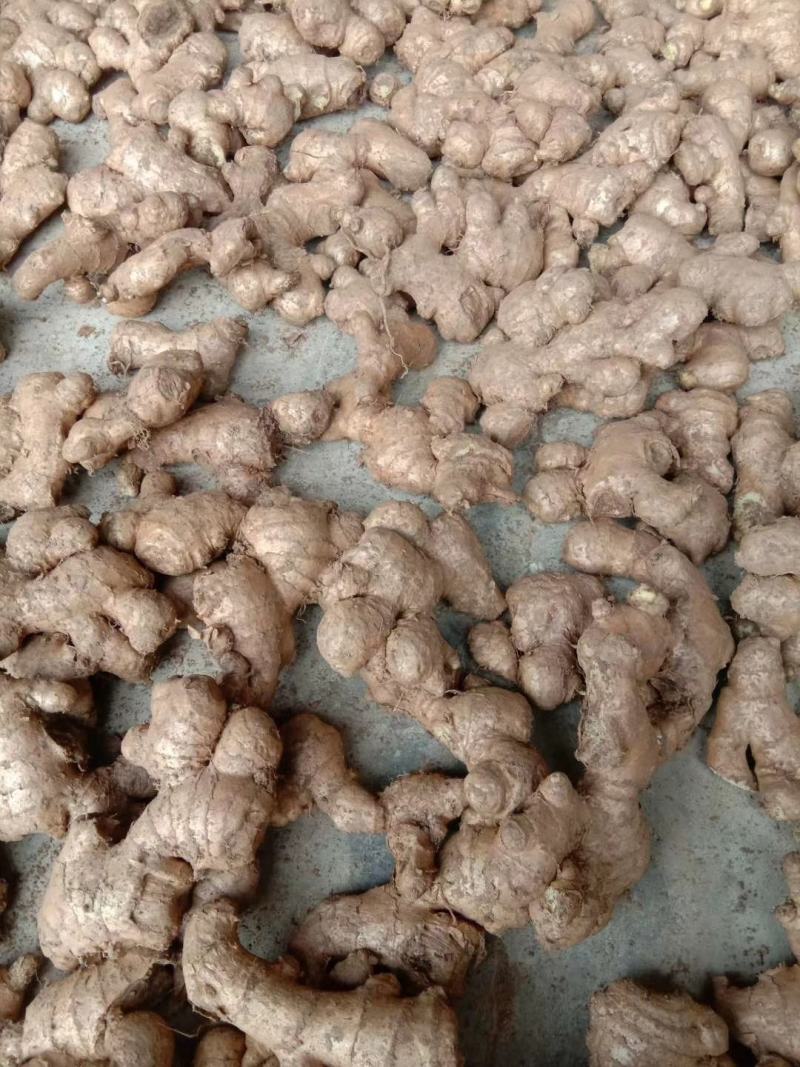 【推荐】姜母精选辣味足块头大【专供】电商市场加工厂