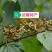 拐枣果树苗拐枣树苗万寿果鸡爪连金钩梨南方北方结果