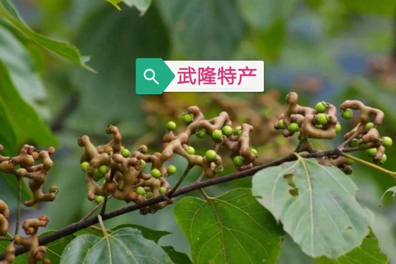 拐枣果树苗拐枣树苗万寿果鸡爪连金钩梨南方北方结果