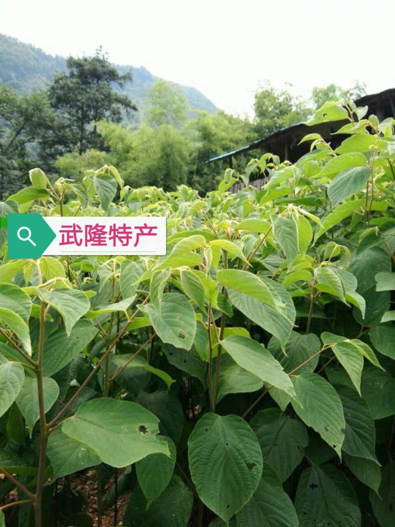 拐枣果树苗拐枣树苗万寿果鸡爪连金钩梨南方北方结果