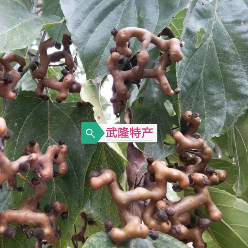 拐枣果树苗拐枣树苗万寿果鸡爪连金钩梨南方北方结果