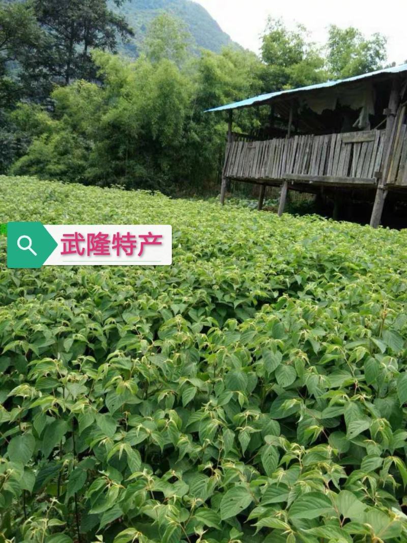 拐枣果树苗拐枣树苗万寿果鸡爪连金钩梨南方北方结果