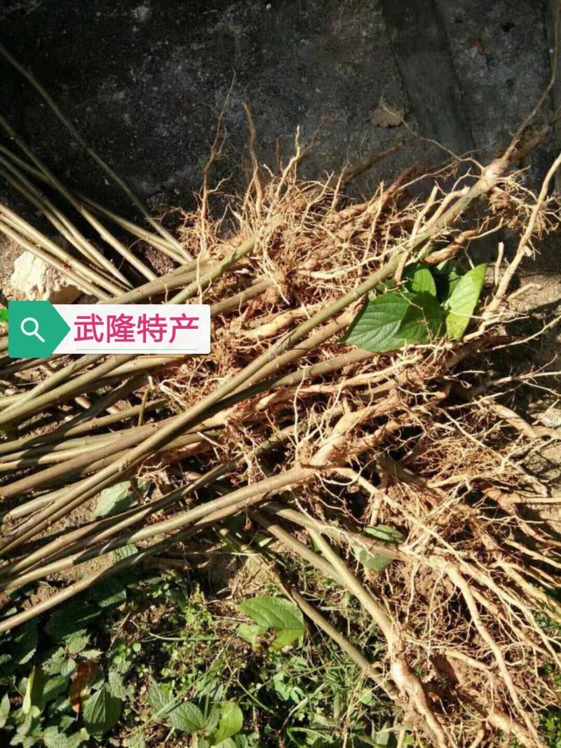 拐枣果树苗拐枣树苗万寿果鸡爪连金钩梨南方北方结果