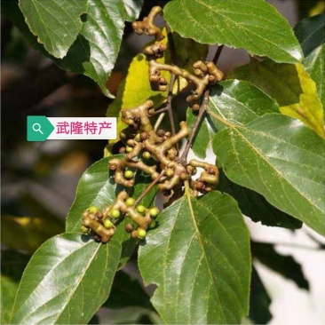 拐枣果树苗拐枣树苗万寿果鸡爪连金钩梨南方北方结果