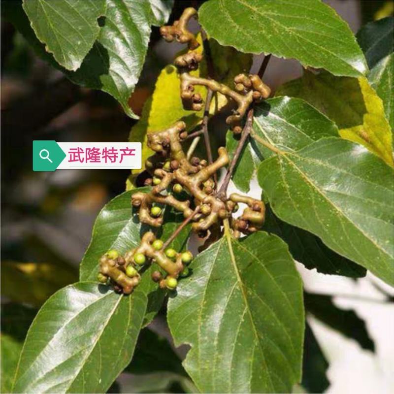 拐枣果树苗拐枣树苗万寿果鸡爪连金钩梨南方北方结果