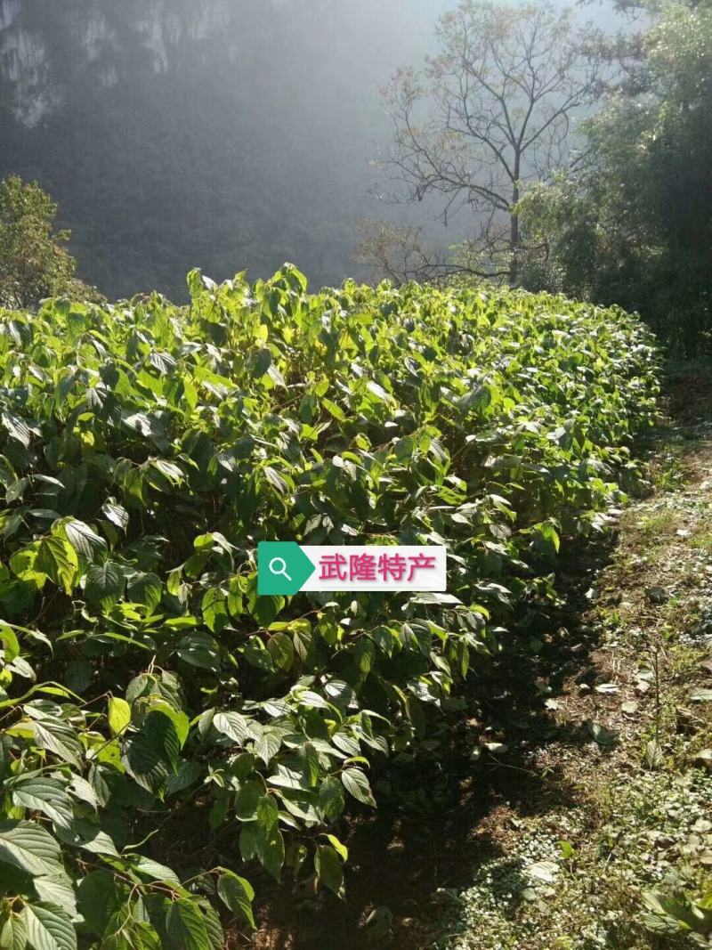拐枣果树苗拐枣树苗万寿果鸡爪连金钩梨南方北方结果