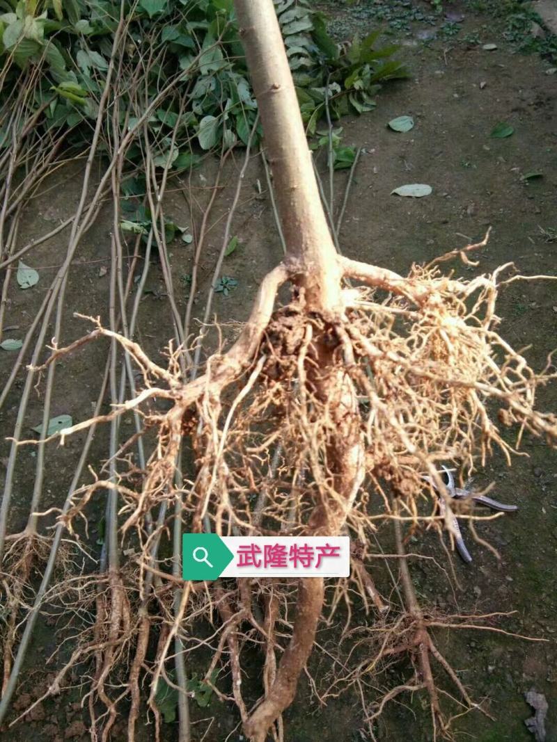 拐枣果树苗拐枣树苗万寿果鸡爪连金钩梨南方北方结果