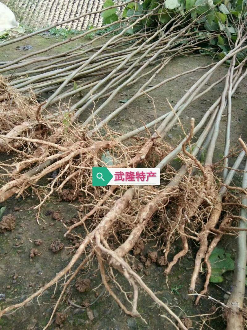 拐枣果树苗拐枣树苗万寿果鸡爪连金钩梨南方北方结果