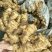 【热卖】水洗大姜辣味足块头大产地批发质量保证货源充足