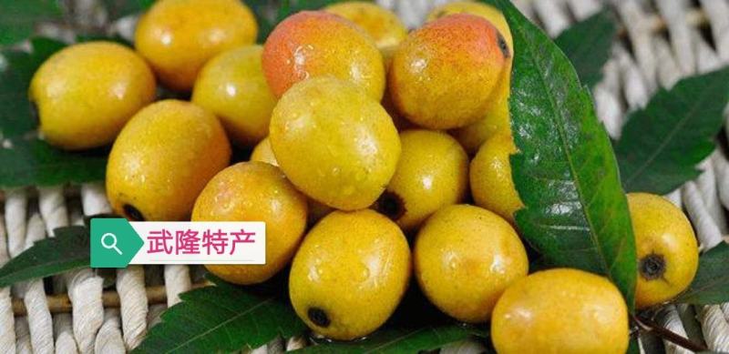 野生果苗南酸枣树南酸枣种苗山枣鼻涕梨五眼果苗