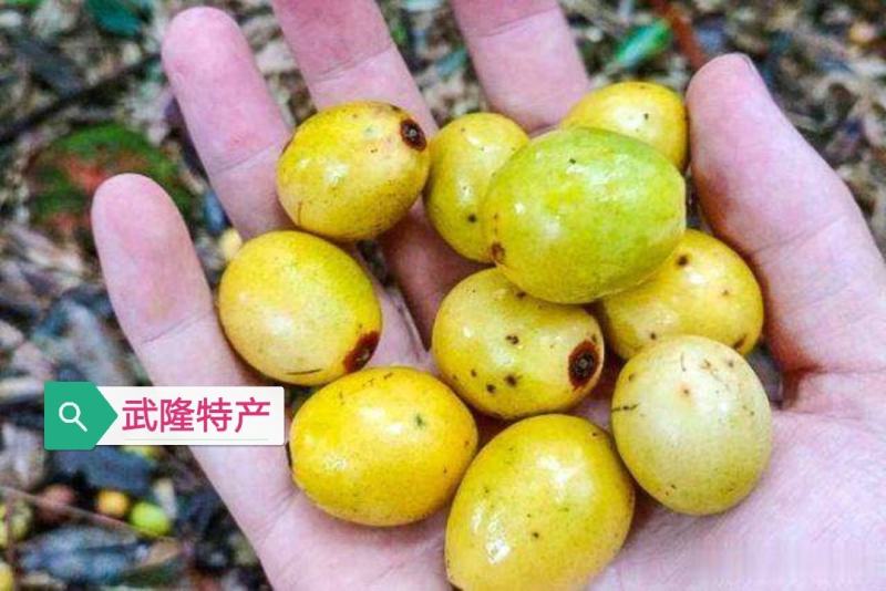 野生果苗南酸枣树南酸枣种苗山枣鼻涕梨五眼果苗