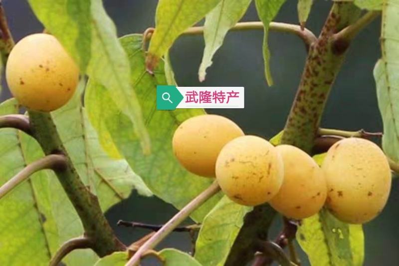 野生果苗南酸枣树南酸枣种苗山枣鼻涕梨五眼果苗
