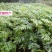 野生果苗南酸枣树南酸枣种苗山枣鼻涕梨五眼果苗