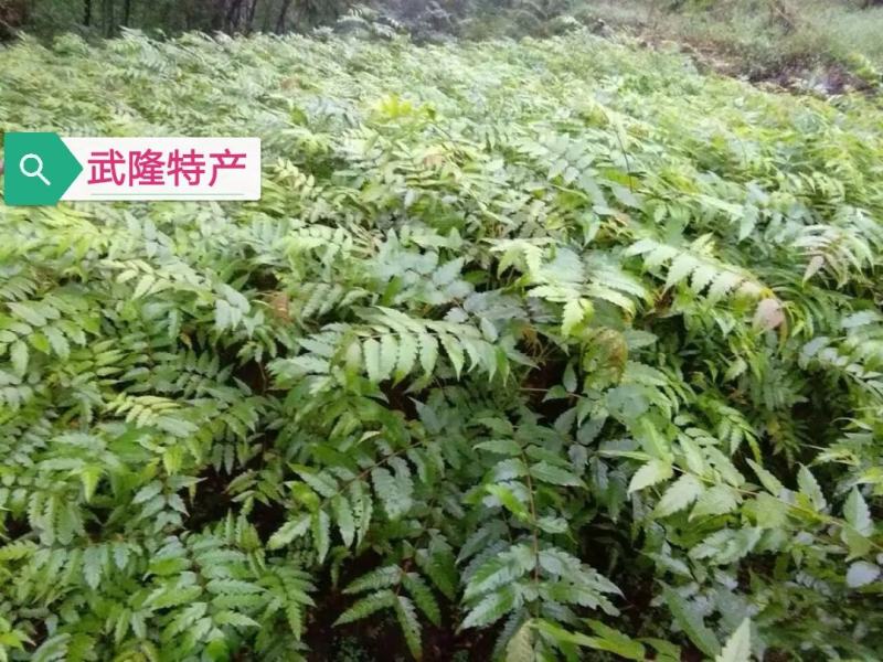 野生果苗南酸枣树南酸枣种苗山枣鼻涕梨五眼果苗