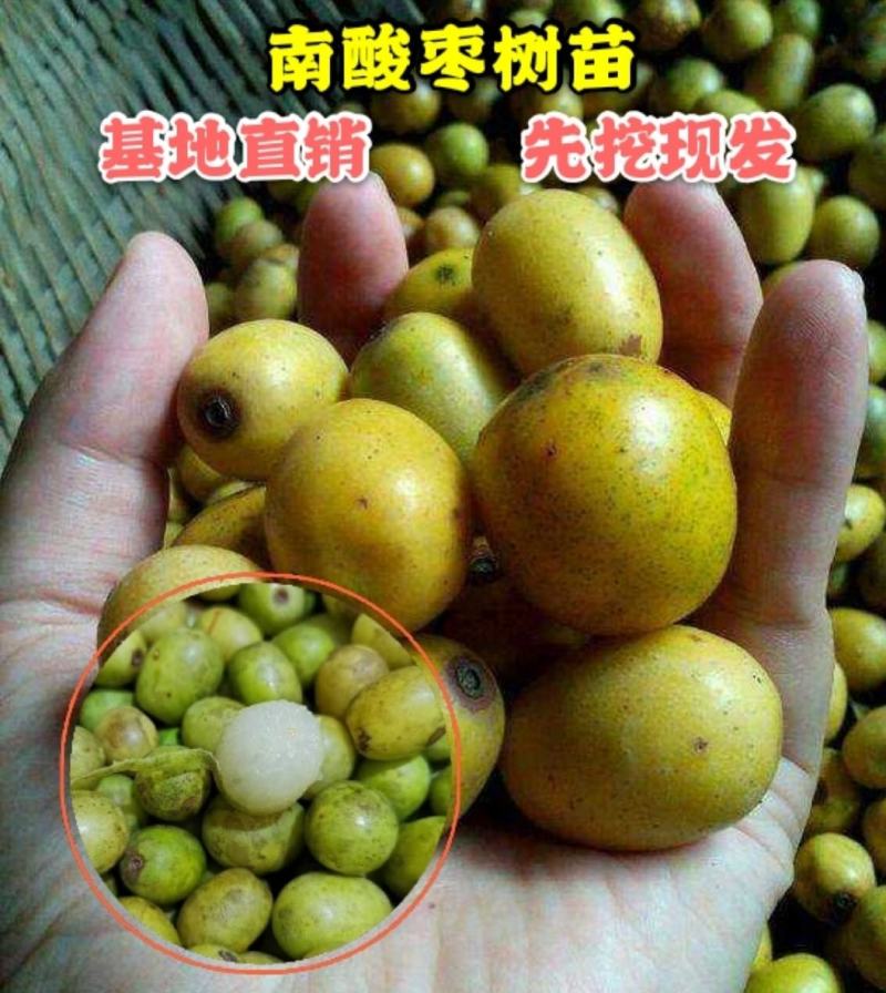 野生果苗南酸枣树南酸枣种苗山枣鼻涕梨五眼果苗