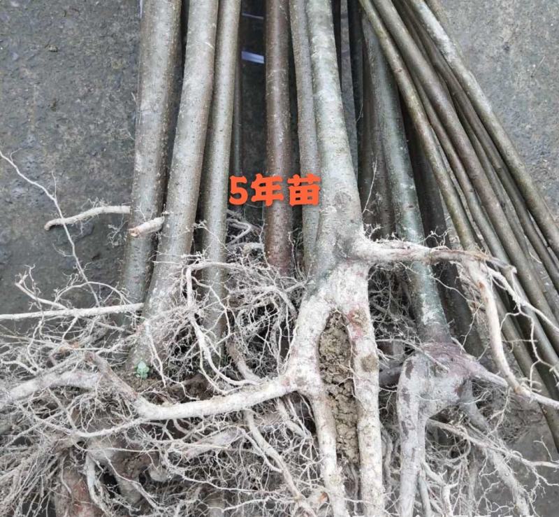 野生果苗南酸枣树南酸枣种苗山枣鼻涕梨五眼果苗
