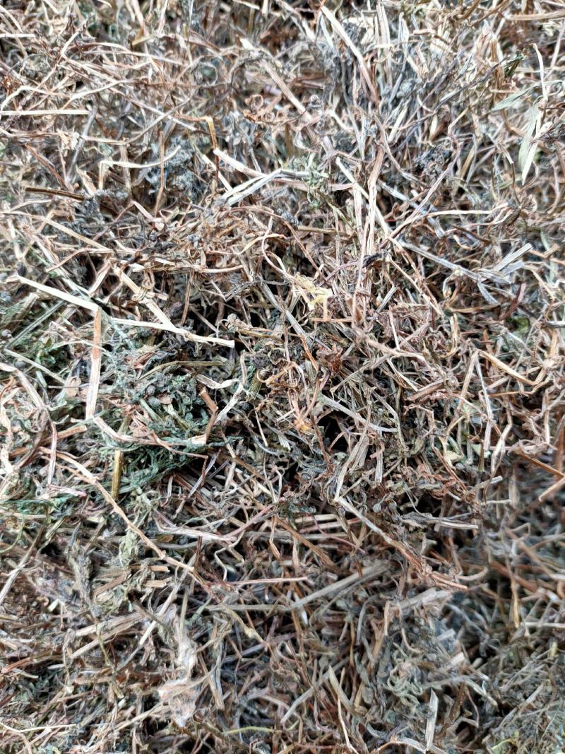 野生中药材猪殃殃猪秧秧八仙草锯子草拉拉藤
