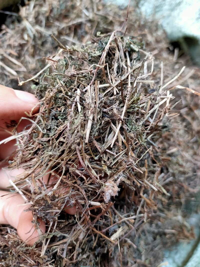 野生中药材猪殃殃猪秧秧八仙草锯子草拉拉藤