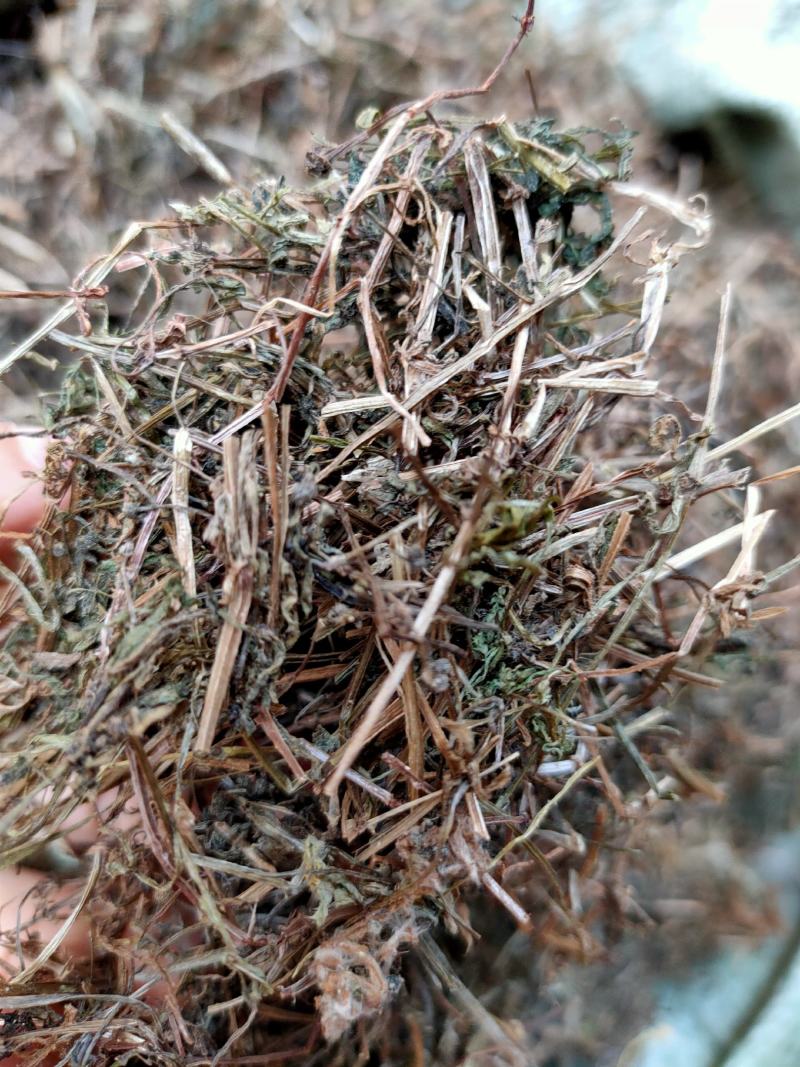 野生中药材猪殃殃猪秧秧八仙草锯子草拉拉藤
