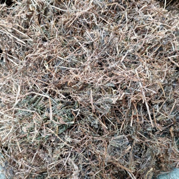 野生中药材猪殃殃猪秧秧八仙草锯子草拉拉藤