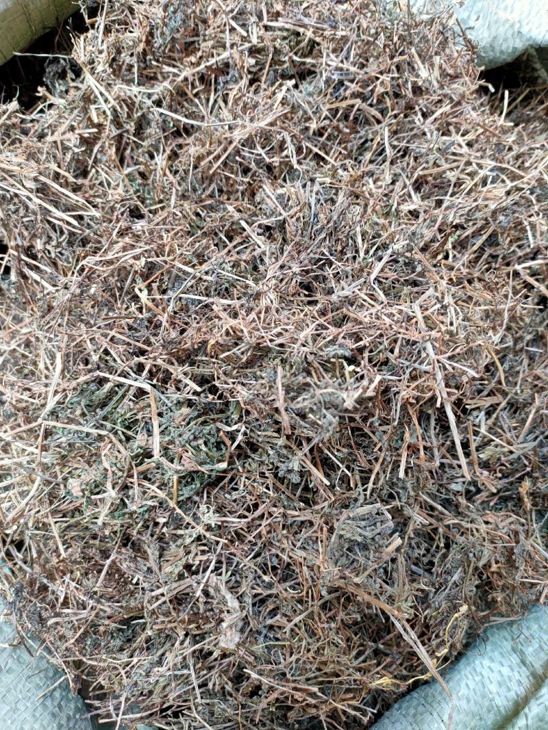 野生中药材猪殃殃猪秧秧八仙草锯子草拉拉藤