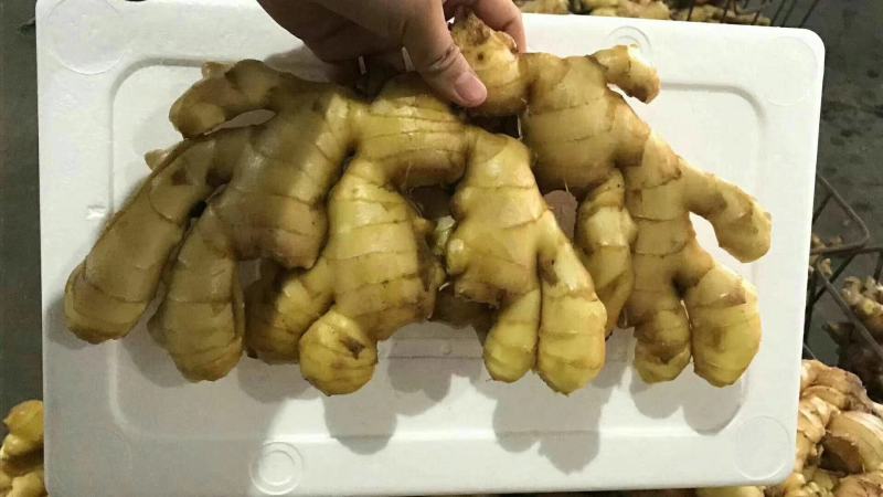 【推荐】老姜辣味十足姜块厚重【支持全国发货坏烂包赔】