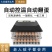 （包邮）高孵化率小型家用全自动水床孵化器迷你孵化机小鸡孵